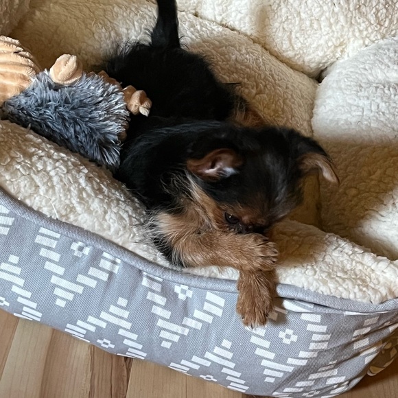 ELLIE - Picture 2 of 5